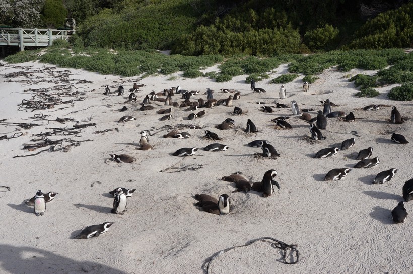 Penguins on the Beach