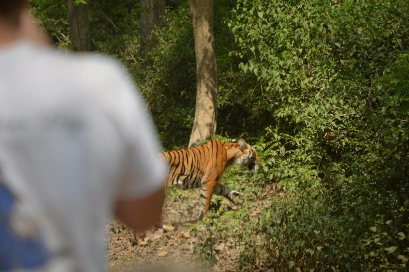 A tiger walks by students