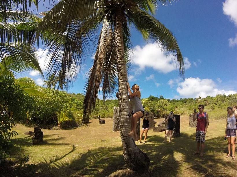 Student climbing a palm tree while others watch