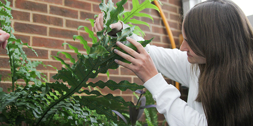 a biology student working in the greenhouse