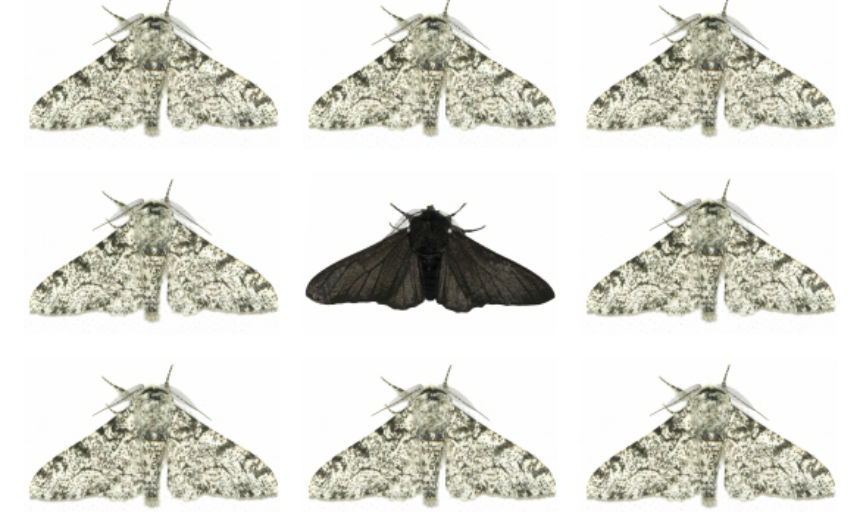 PEPPERED MOTH