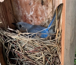 blue bird in nest box