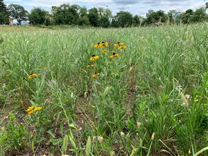 a meadow