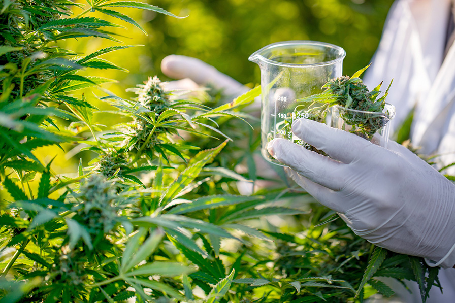 beaker with cannabis buds