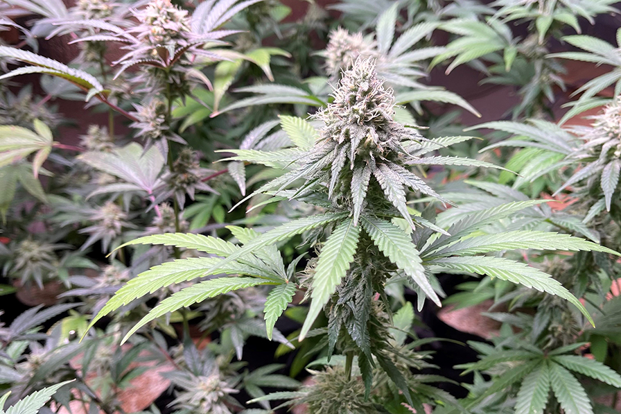 Cannabis plant