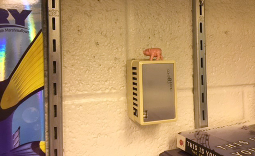 Pig on a box on the wall