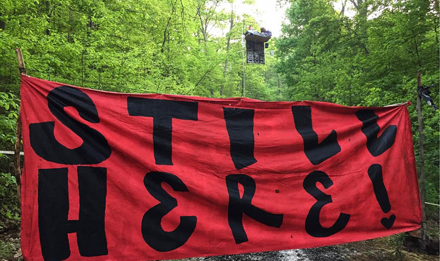 Protestors sitting in a tree with a banner that reads "Still here!"