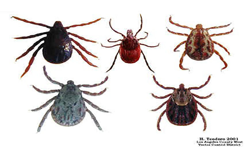 Ticks