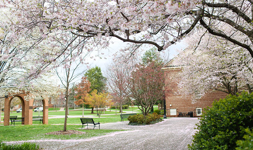 The Back Quad with blooming trees