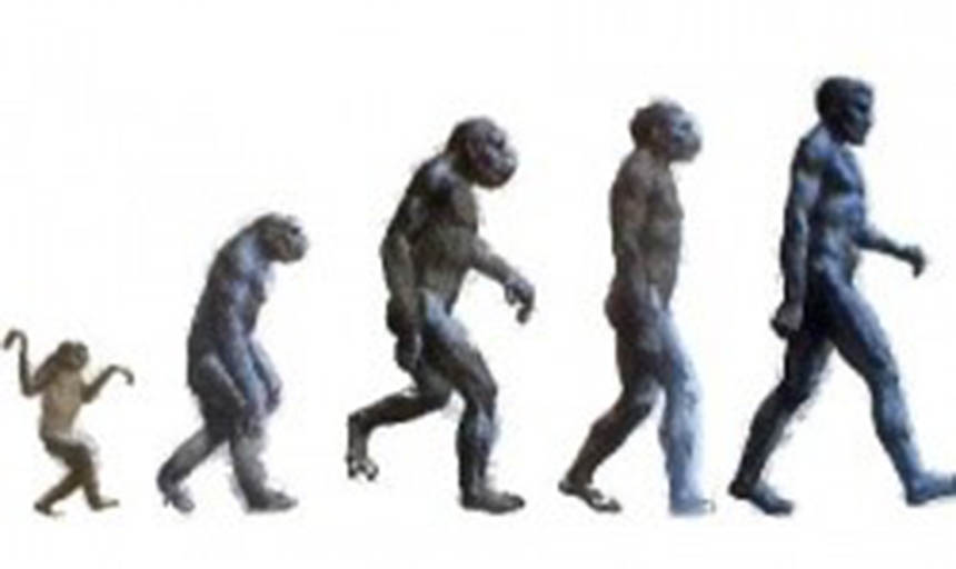 Humans evolving from monkeys