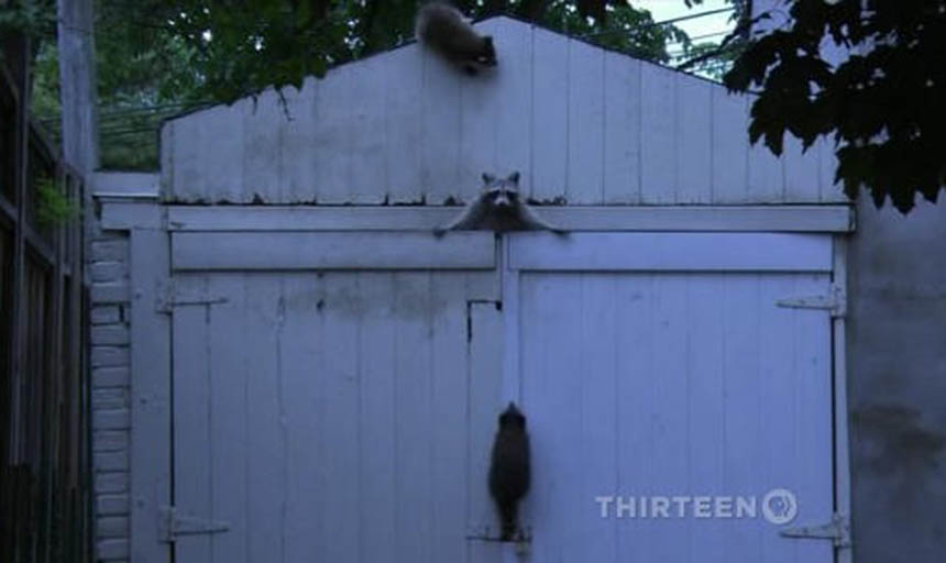 Raccoons climbing a gate by a house