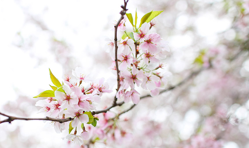 Cherry blossoms 