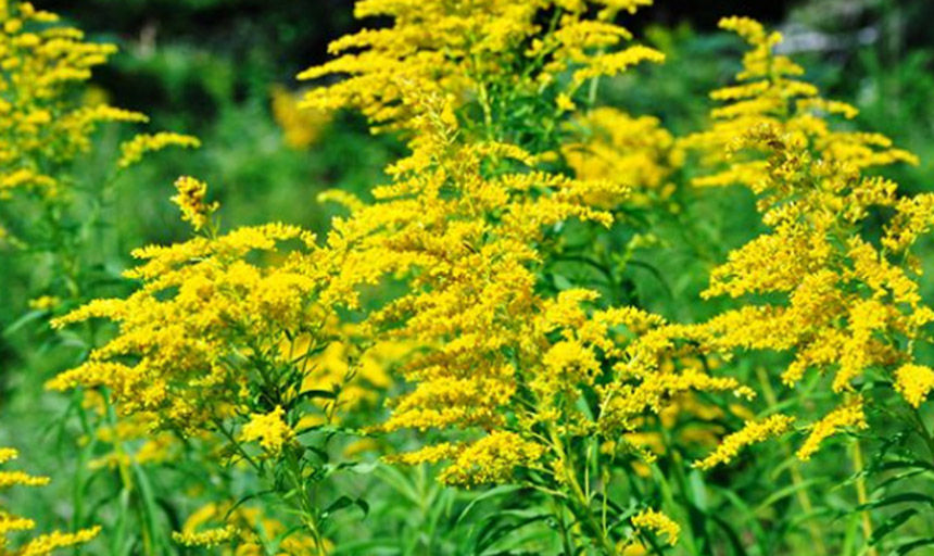 Flowers in a field 