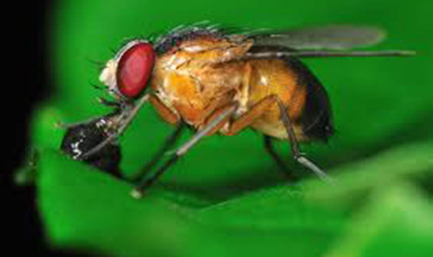 A fruit fly against a green background