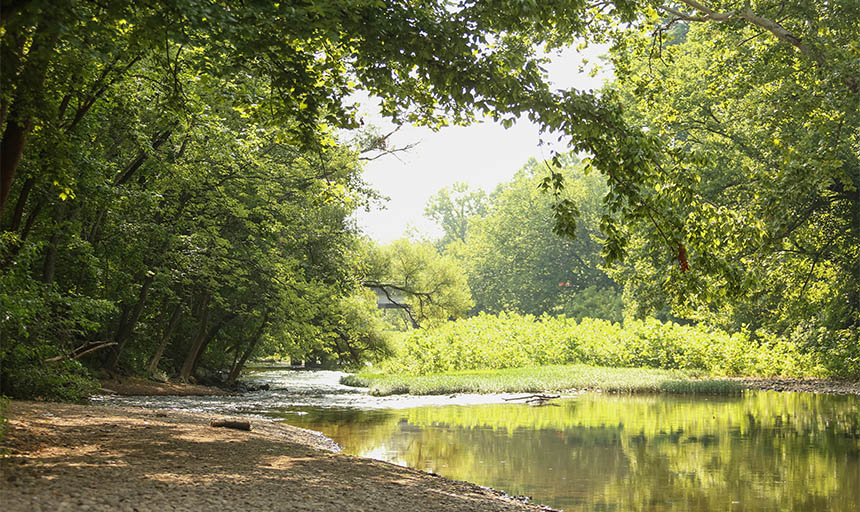 trees overhang a river with the sunlight coming in from the background 