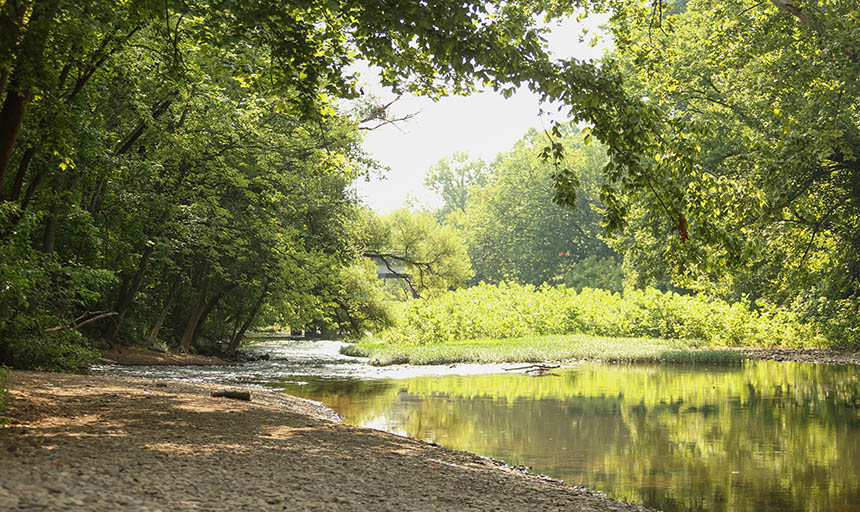 A river framed by trees