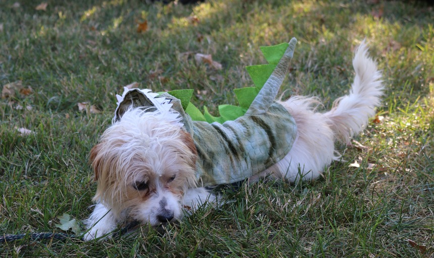 A puppy laying in the grass