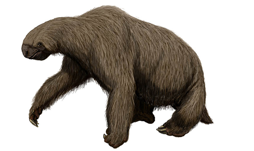 An illustration of a sloth