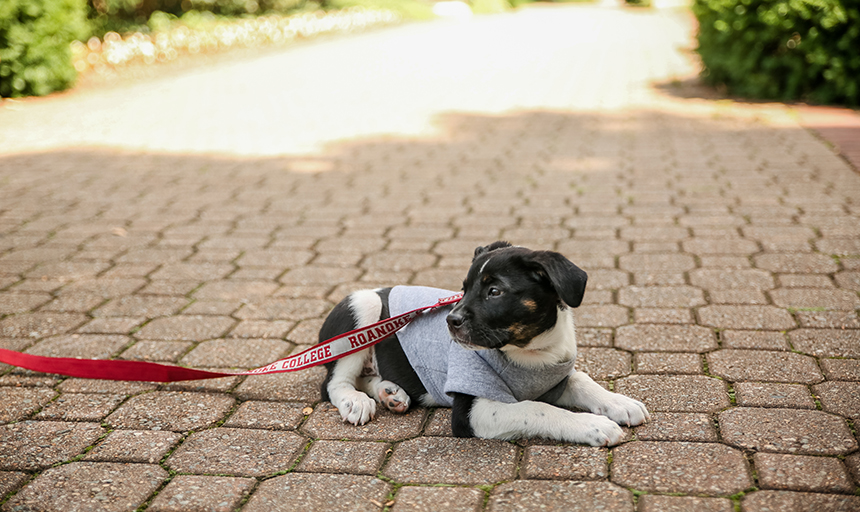 Dog on the quad with Roanoke College leash on.