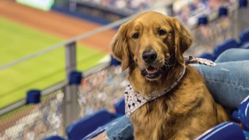 Bring your furry friend to the Red Sox game