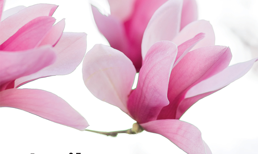 pink petals of magnolia flowers against a white background