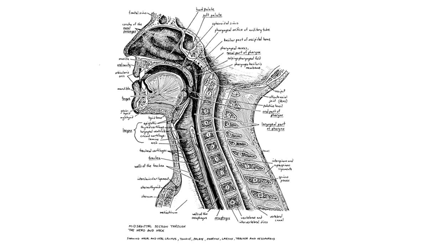 anatomical diagram of the throat