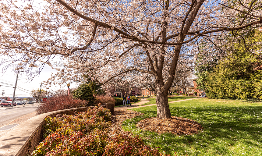 campus in the spring 