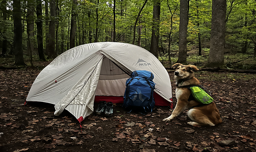 dog in front of a tent in the woods.