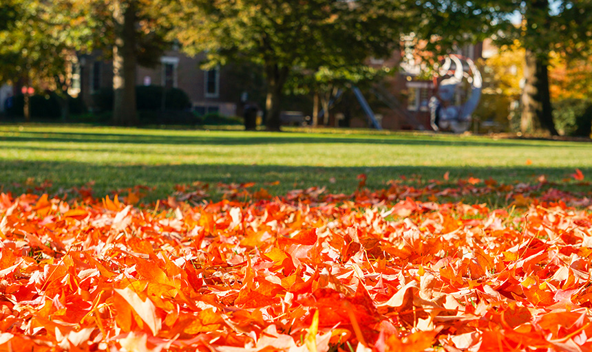 fall leaves on the ground of campus