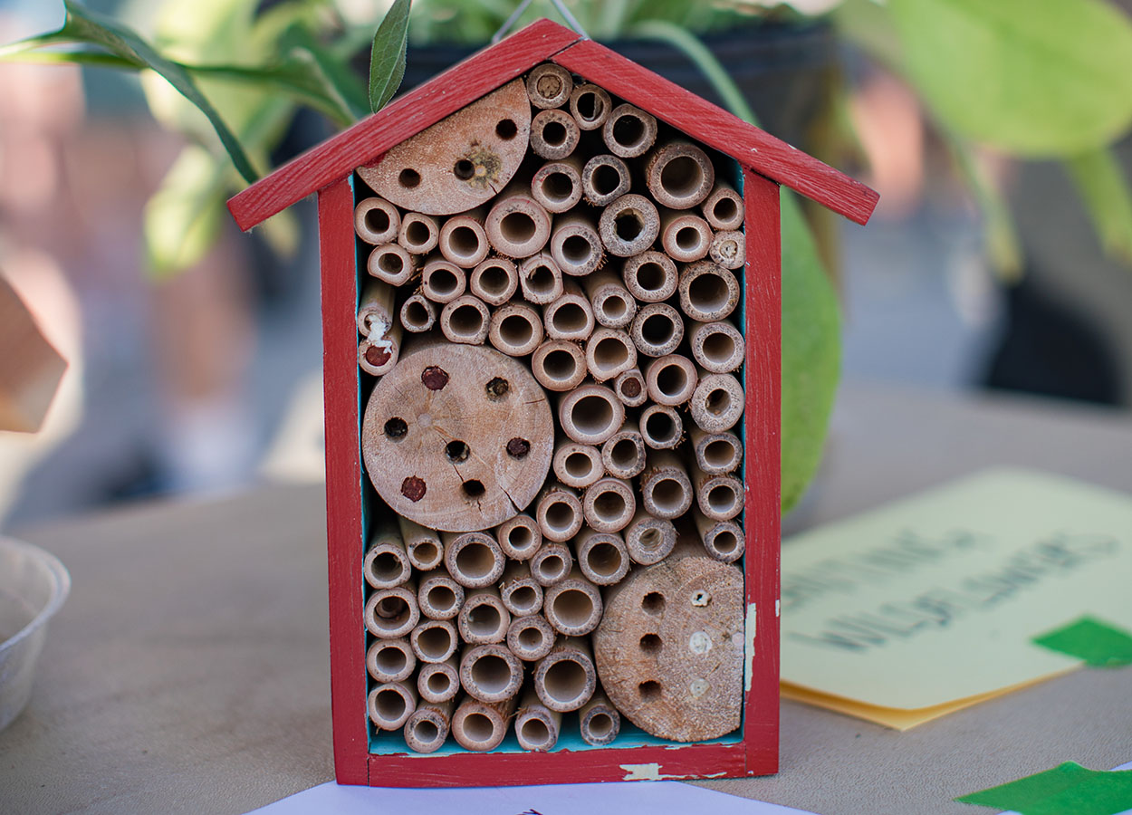 a solitary bee house