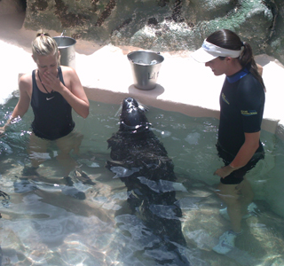 Student feeding a sealion