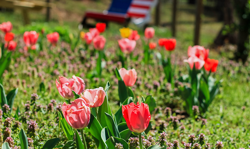 tulips